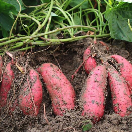 新平县又香又甜的板栗红薯沙土种植