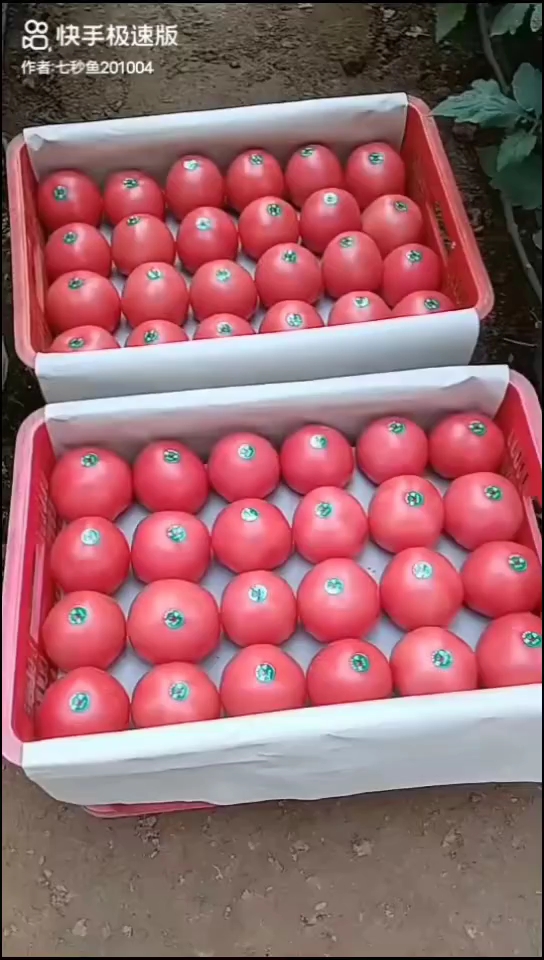 粉果番茄