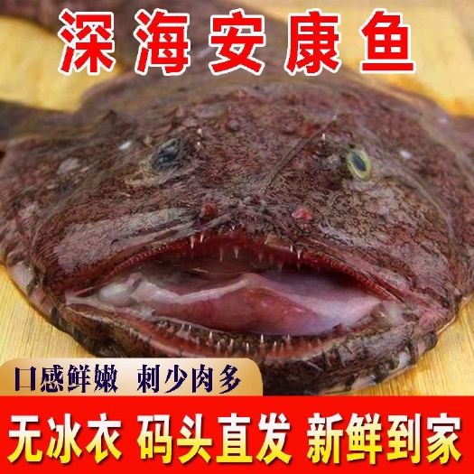 新鲜安康鱼超大蛤蟆鱼鮟鱇灯笼鱼海捕速海鱼