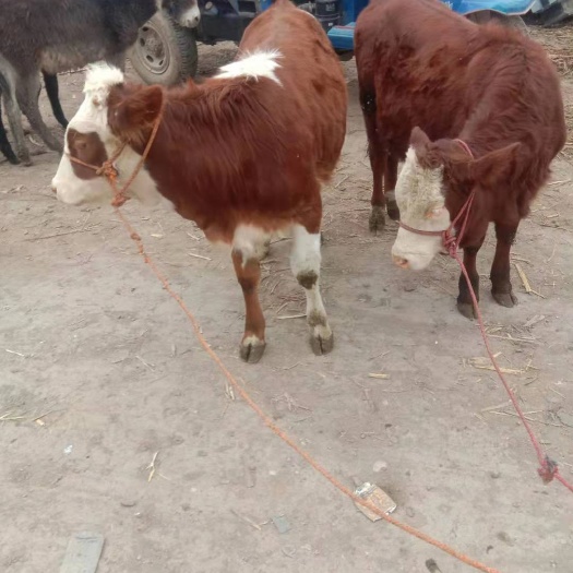 礼县肉牛