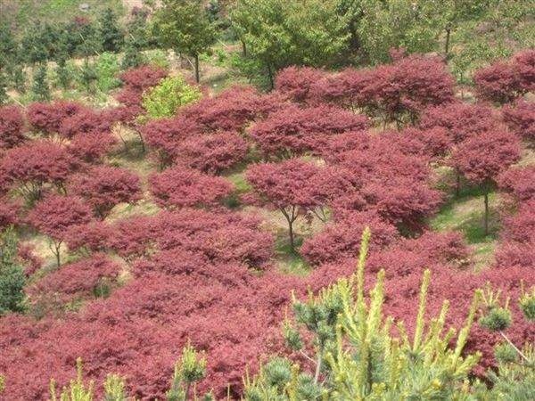 芜湖红叶羽毛枫