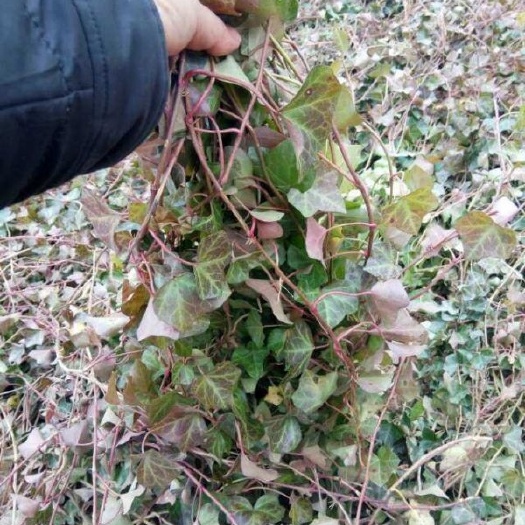 新沂市常春藤苗