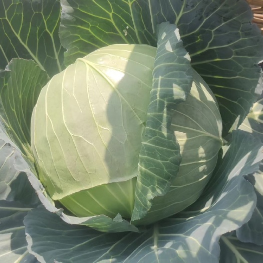 纳雍县大白菜、甘蓝
