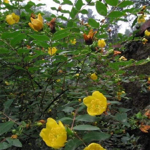 芜湖金丝梅苗