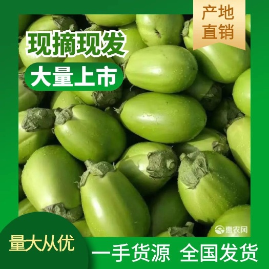 海城市东北现摘现发（绿茄子）货源充足