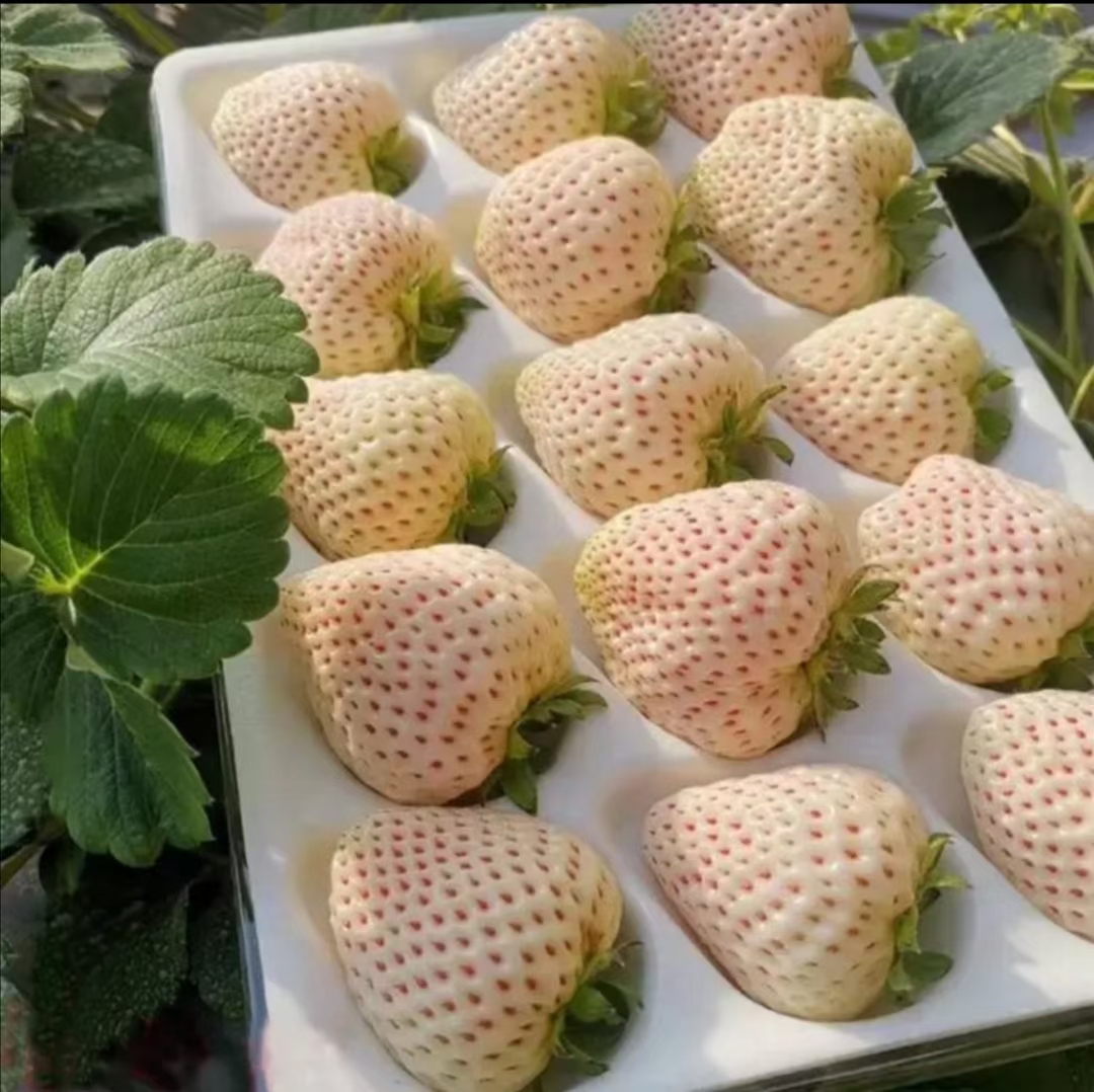 平度市原产地商超白草莓，梦之莹，淡雪