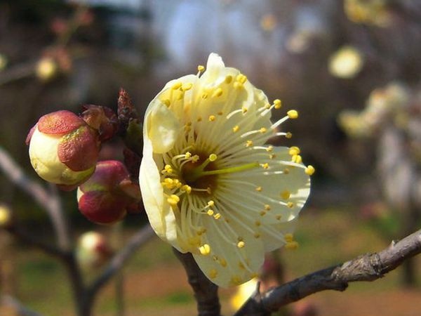 芜湖黄香梅苗