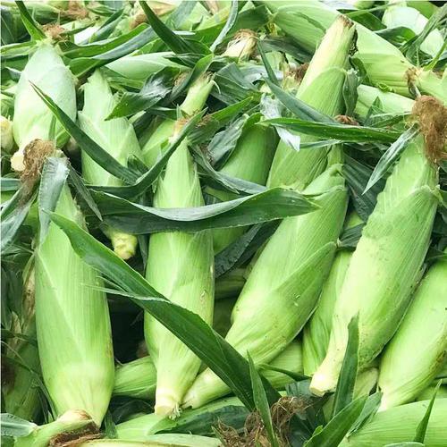 《精品太陽花》大量供應 一手貨源 產地直發(fā)