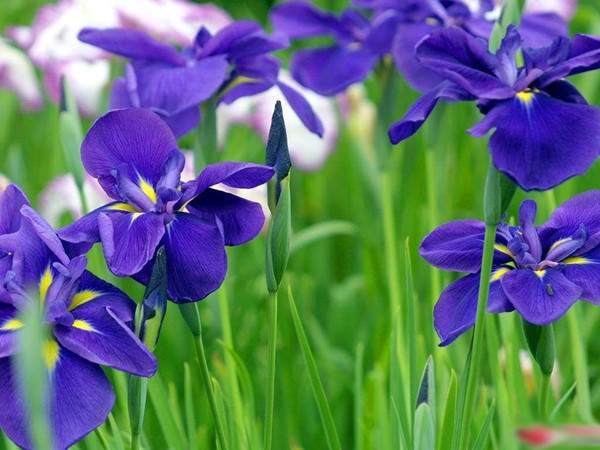 宽城县蓝花鸢尾