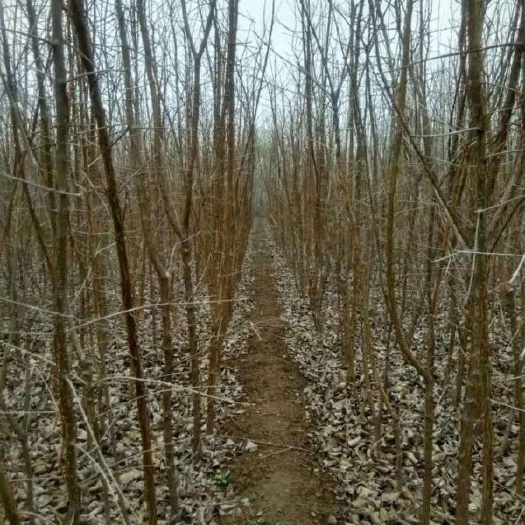 枣庄流苏树