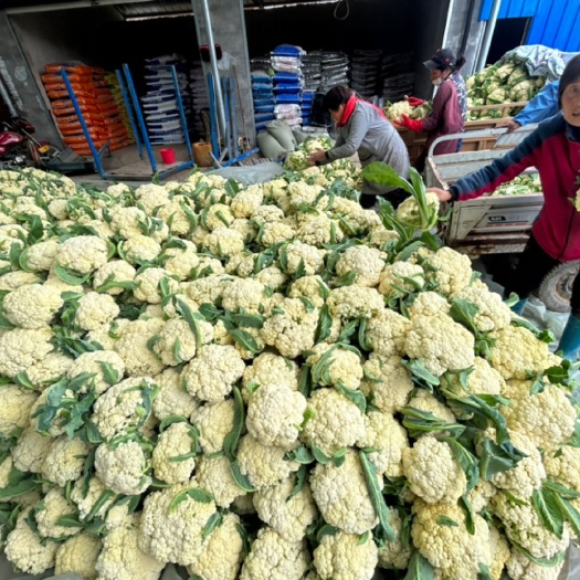 沛县新鲜菜花出售