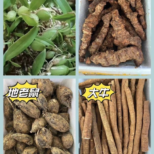 深圳各类中草药