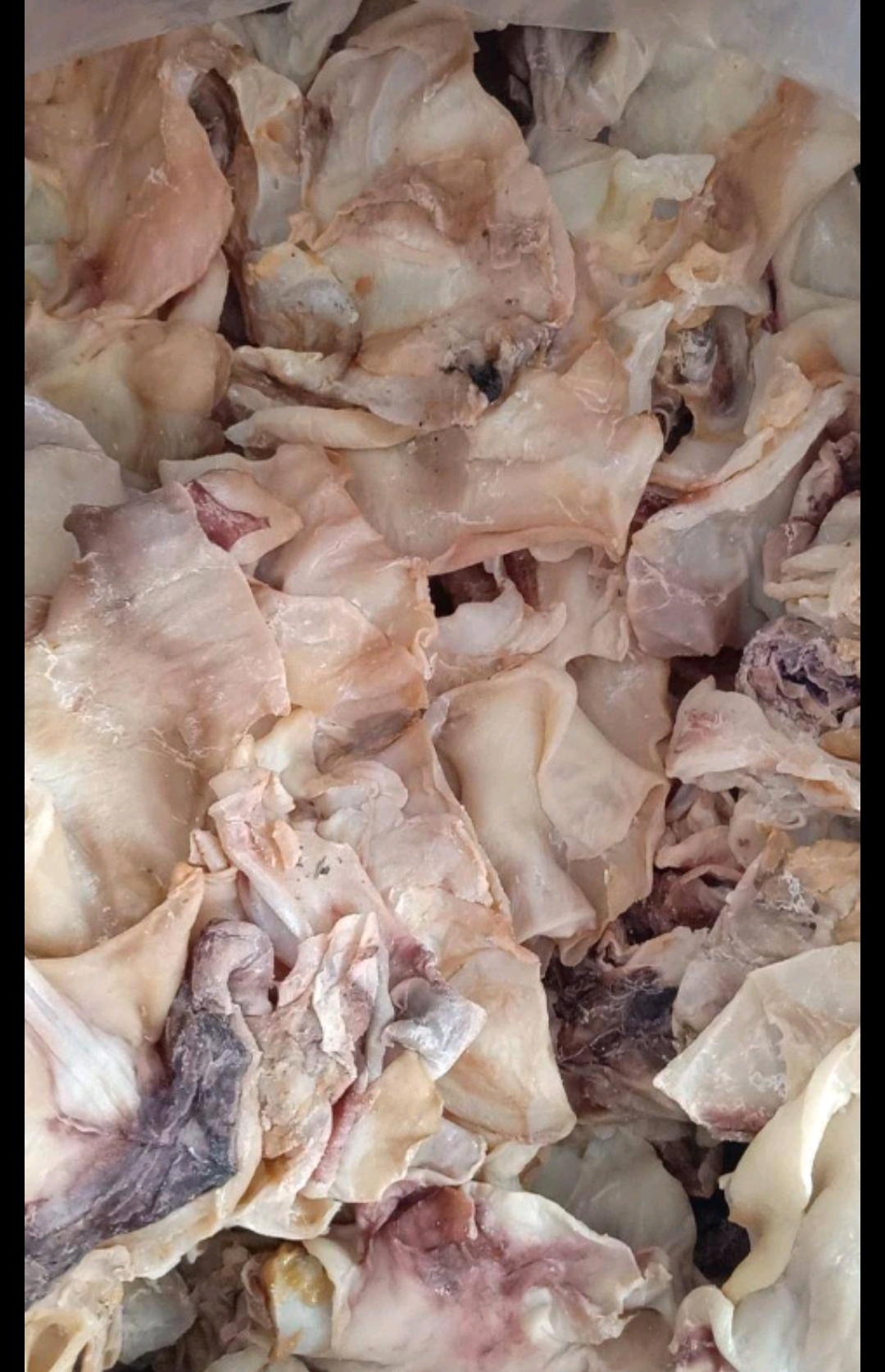 日照?东海鱿鱼A级 鱿鱼干鱿鱼头脖片，少盐九成干