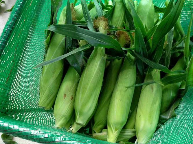《精品太陽花》大量供應 一手貨源 產地直發(fā)