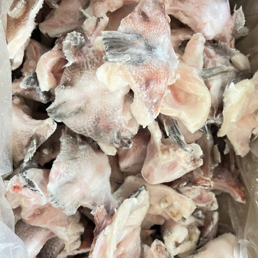 沈阳鲷鱼鱼下巴