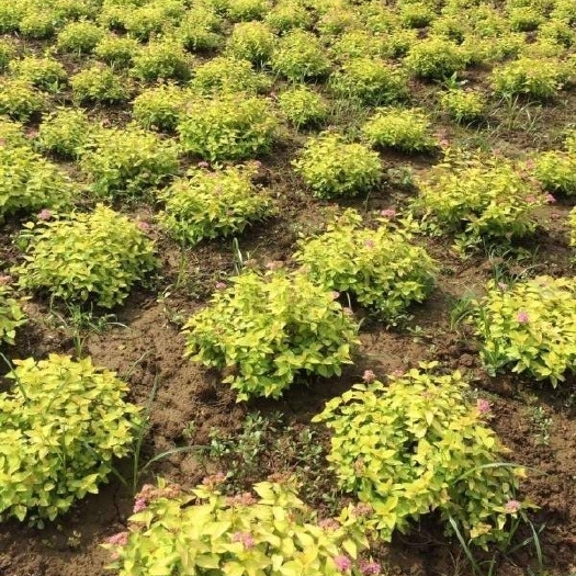 芜湖金山绣线菊