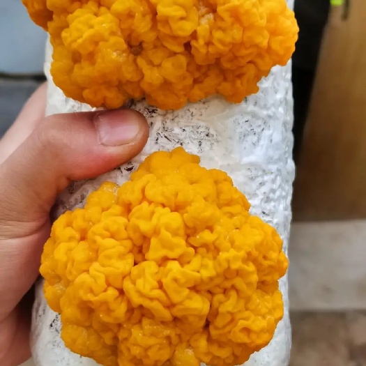 太康县金耳菌种
