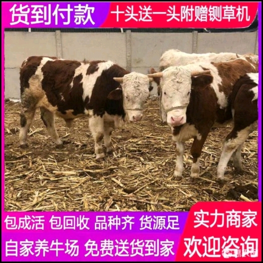 梁山县西门塔尔牛 活牛小牛出售