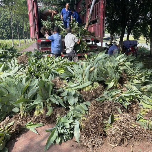 博罗县广东基地粉美人蕉 再力花，花叶芦竹，美人蕉，鸢尾装车中