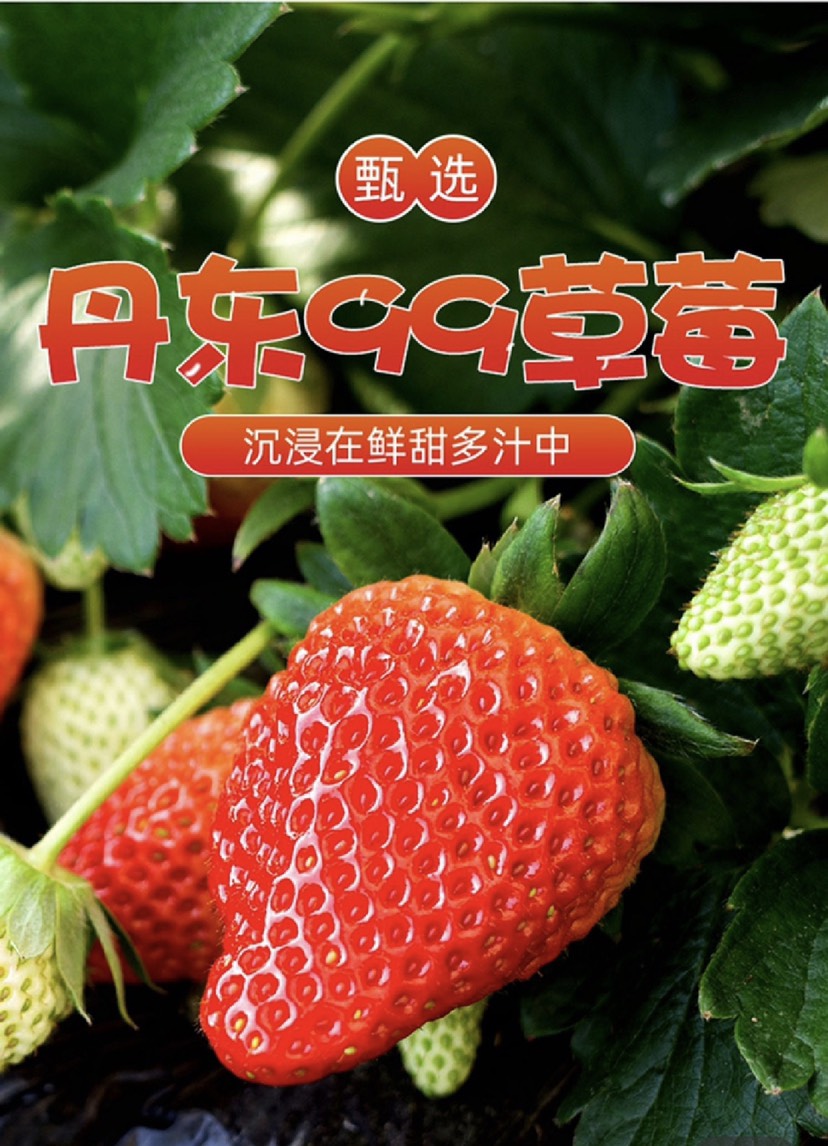 东港市九九草莓，产地丹东，大丑果，省内包邮