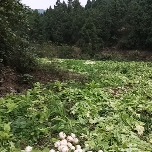 盐亭县白萝卜
