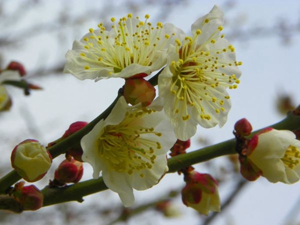 芜湖江梅苗