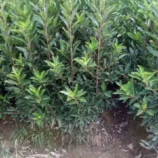 长沙法国冬青