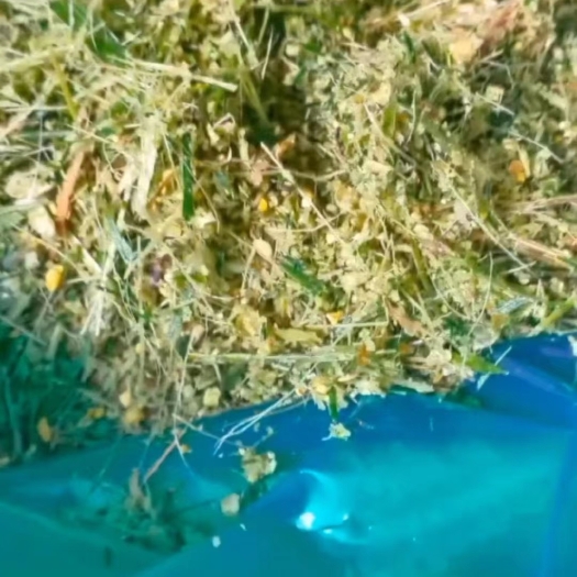 河池玉米秸秆，牧草，蔗尾