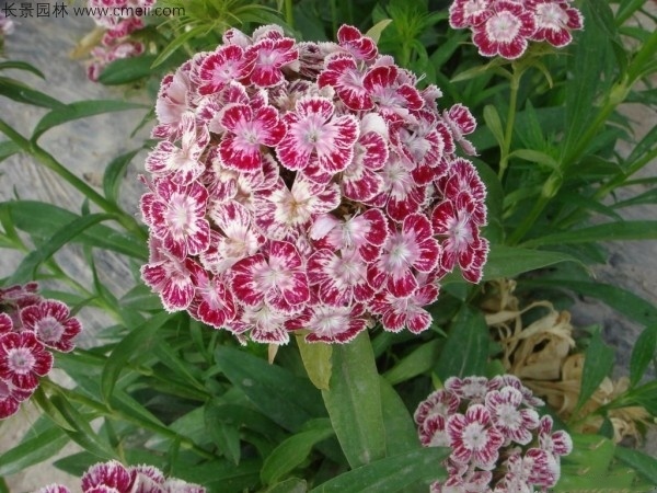 新沂市常夏石竹