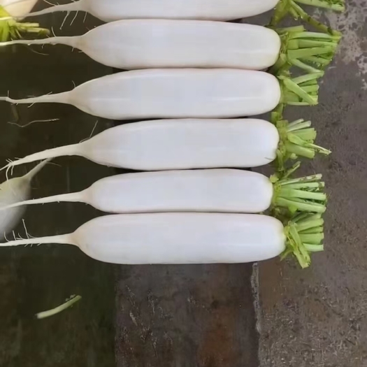 南通精品白萝卜，产地自销，欢迎选购