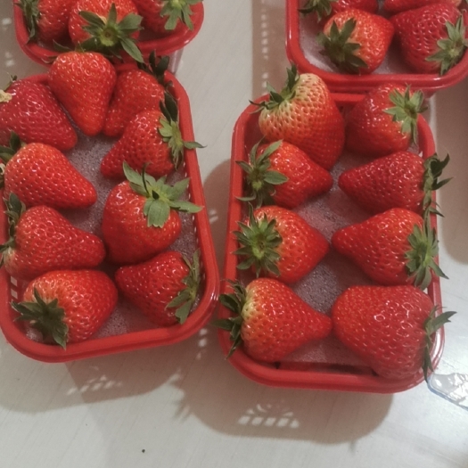 顺平县红颜九九草莓，草莓界的扛把子！