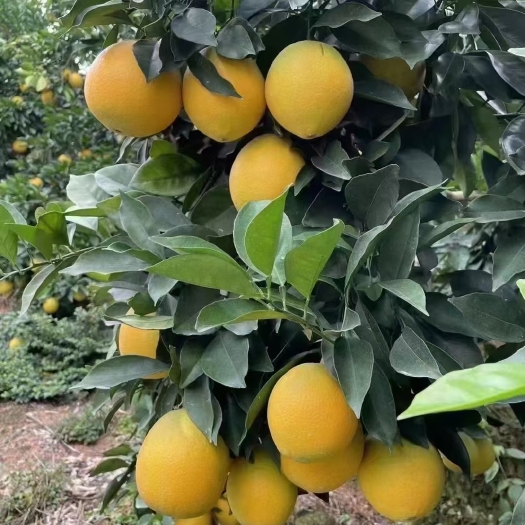 寻乌县赣南脐橙