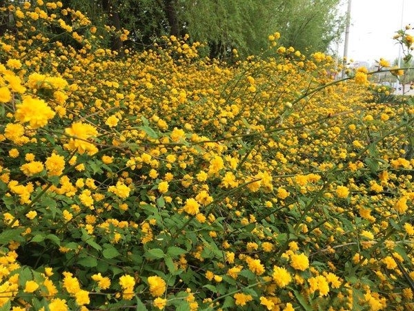 新沂市棣棠