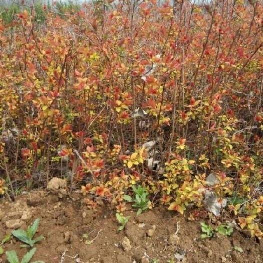 长沙粉花绣线菊