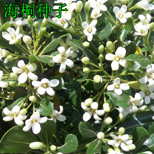 海桐种子新海桐树苗种子海桐籽海桐花七里香山矾宝珠香山瑞香
