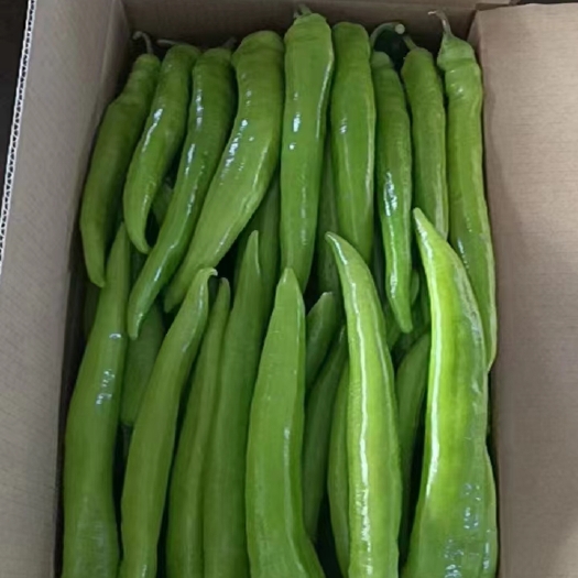 盘锦精品黄皮尖椒 109暖棚 大量上市