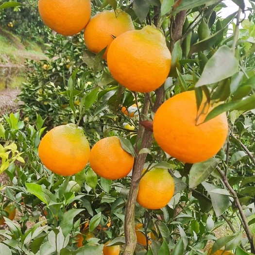 资中县春见耙耙柑