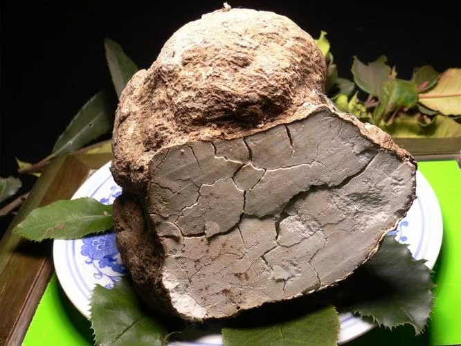 南阳河南茯苓培育，菌种和松树根培育，无硫，生晒