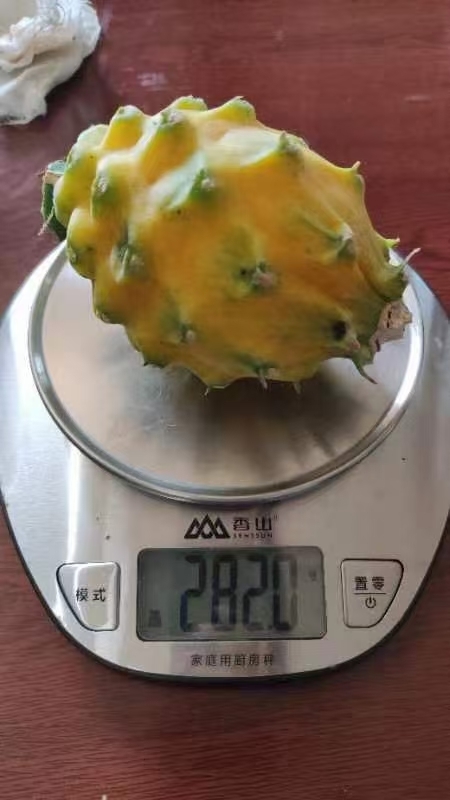 景洪市燕窝果麒麟果