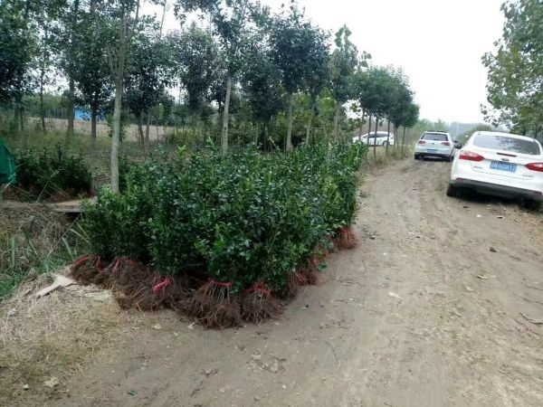 新沂市大叶黄杨小苗