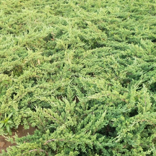 新沂市铺地柏