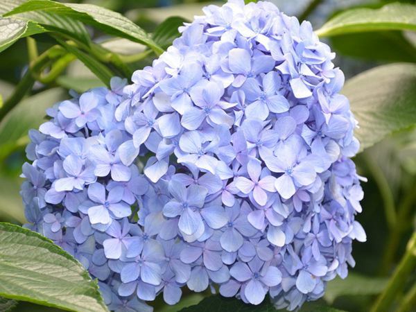 宽城县资阳花苗