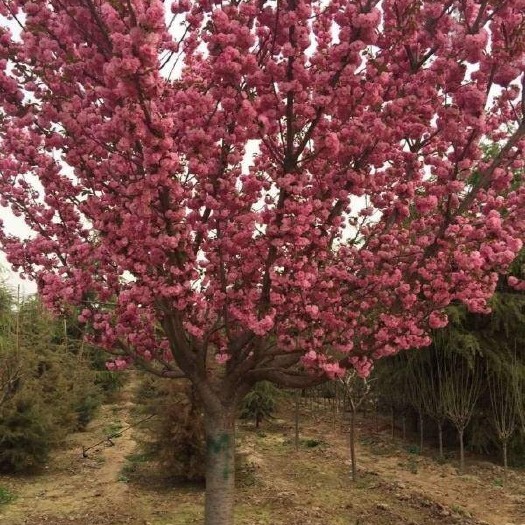 大叶早樱