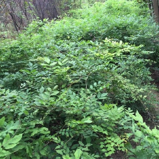 新沂市多花紫藤