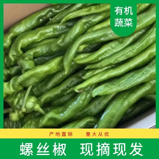 海城市原产地大棚现摘（螺丝椒）新鲜蔬菜