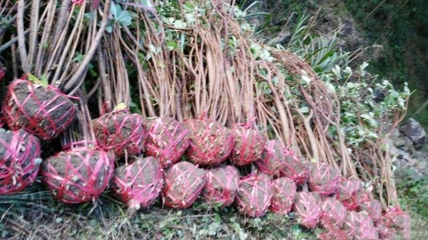 芜湖结香树苗
