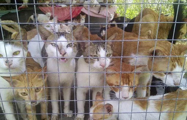 浦北县土猫养殖出售