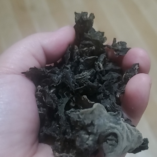 宁强县天然野生地木耳地皮菜
