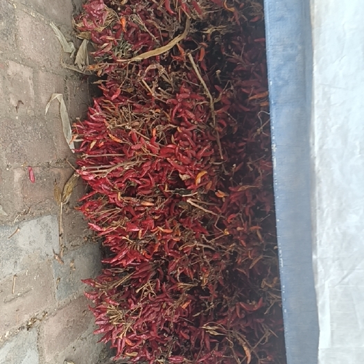 吴桥县羊角红 干辣椒