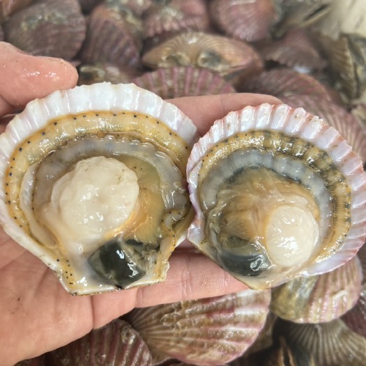 烟台扇贝港湾贝高货  一斤6-10个，满壳肥！品质高不高看货说话